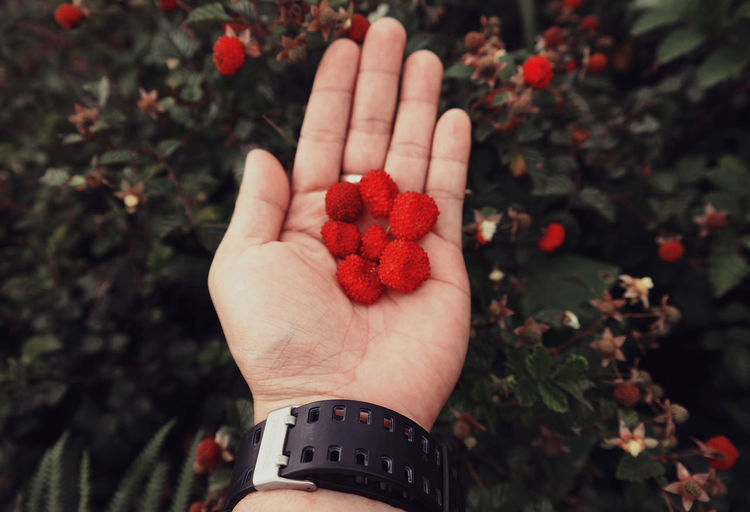 Cropped image of hand holding red berries