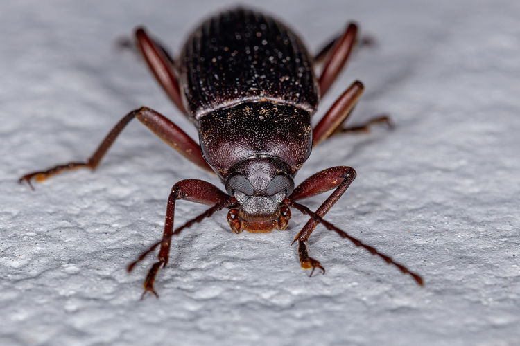 Close-up of insect