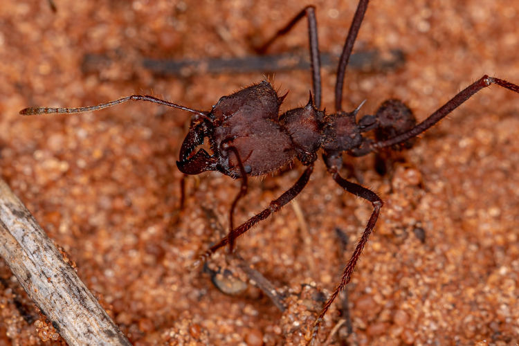 Close-up of ant