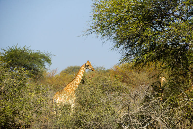 View of an animal on land