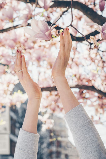 Cropped hands of woman reaching cherry tree