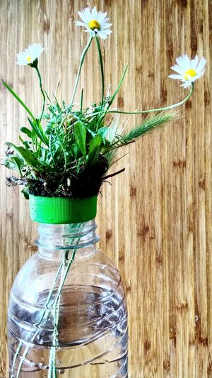 Close-up of potted plant on table