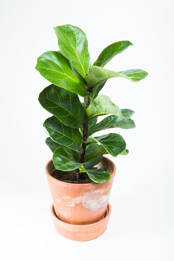 Close-up of potted plant against white background