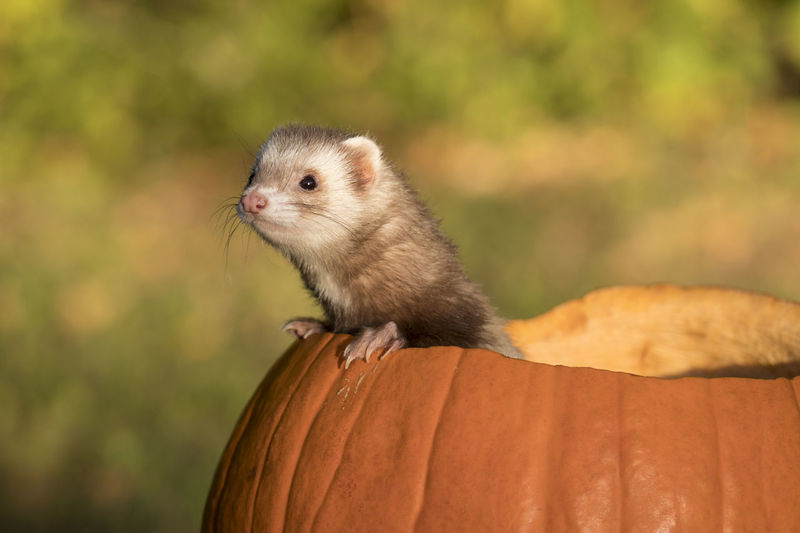 Close-up of ferret in pumpkin