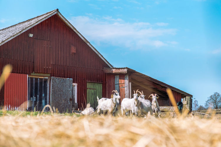 Group of goats in front exterior of barn on field against sky