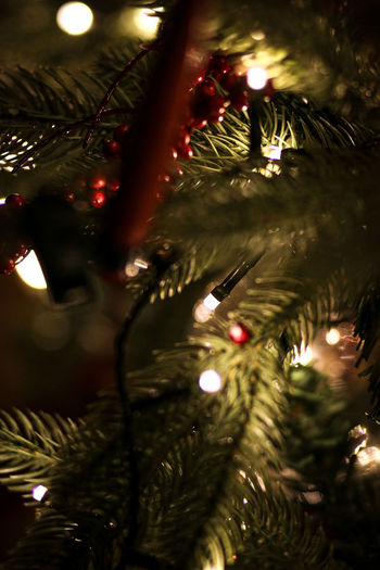 Close-up of christmas tree