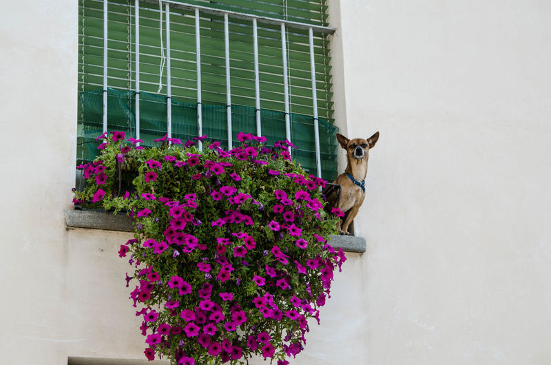 Low angle view of dog by pink flowers at building window
