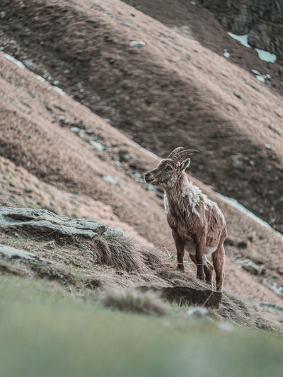 Ibex on rock