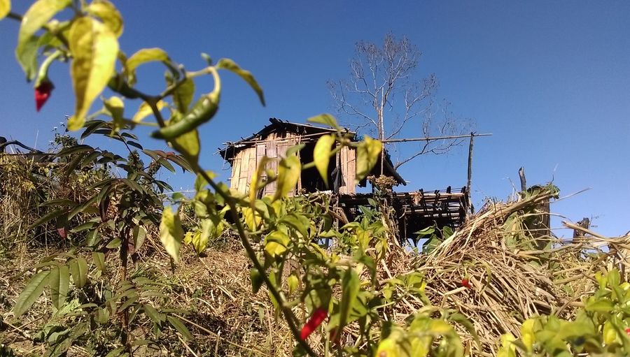 Low angle view of hut on field against clear sky