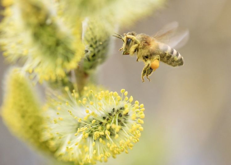 Close-up of bee flying over flower