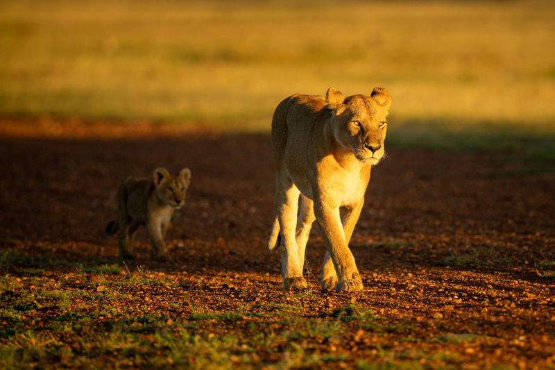Lioness walks on airstrip followed by cub