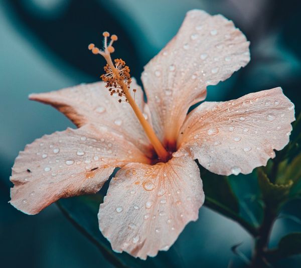 Close-up of raindrops on wet flower