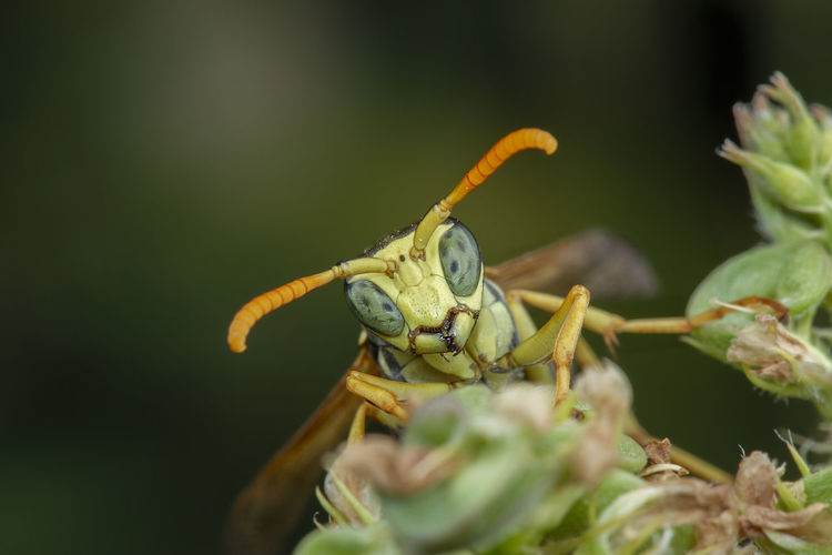 Macro portrait of a polistes dominula wasp posing on a flower