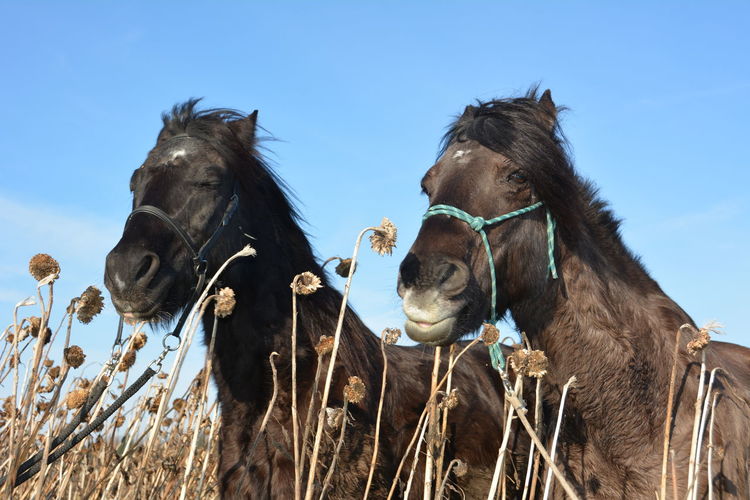 Close-up of horses amidst dried sunflowers against clear sky