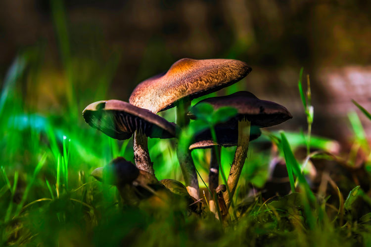 Mushrooms in wet grass