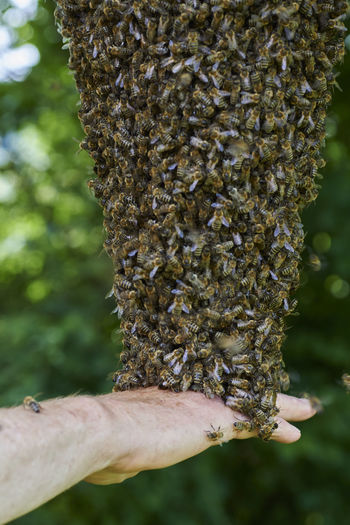 Bee colony on a tree touched by hand