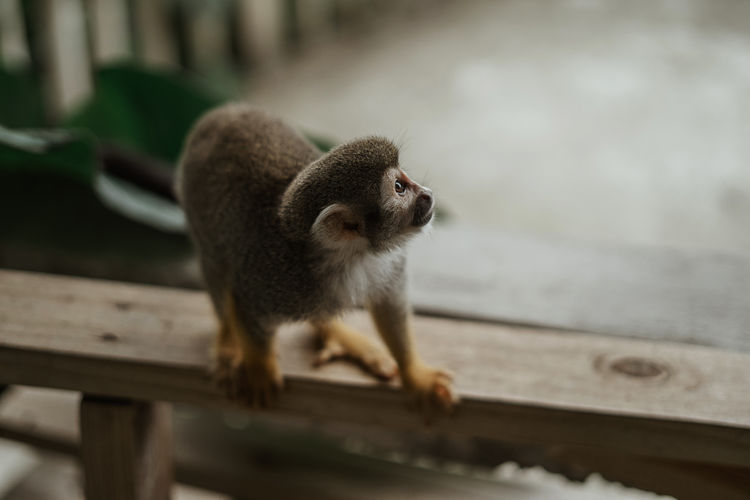 Monkey sitting on railing