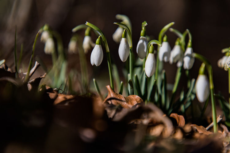 Close-up of white flowering plants