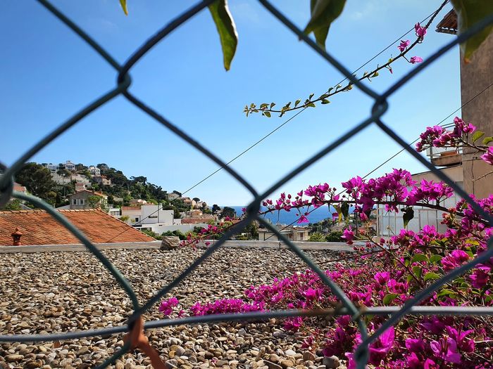 Flowering plants seen through chainlink fence against sky