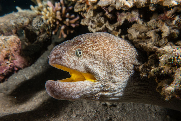 Moray eel mooray lycodontis undulatus in the red sea, eilat israel a.e