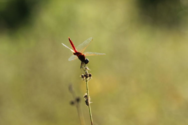 dragonfly