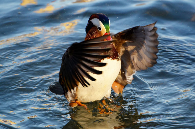 Close-up of mandarin duck in lake