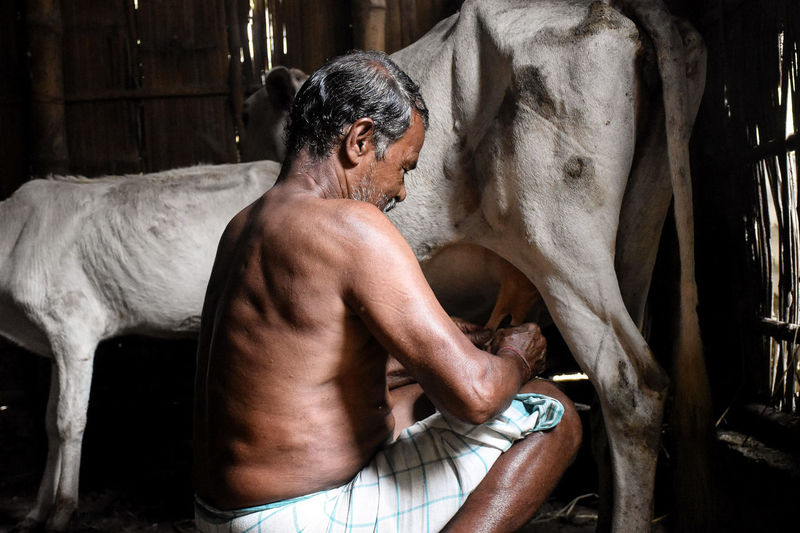 Rear view of man milking cow