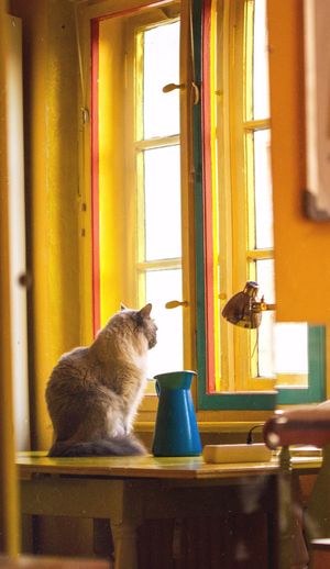 Cat looking away while sitting on window at home