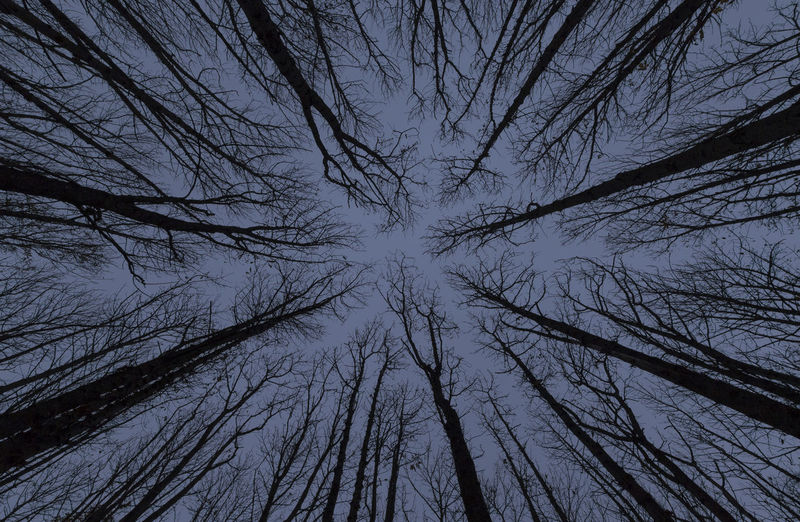 Low angle view of silhouette of trees against sky