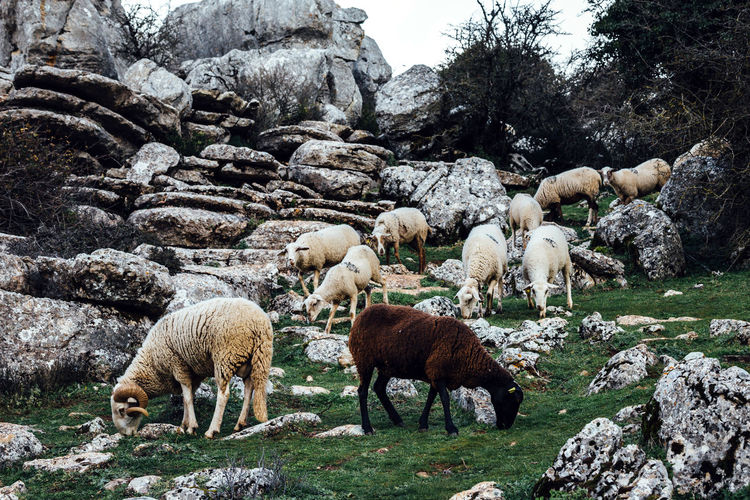 Side view of sheep grazing on grassy near rocks