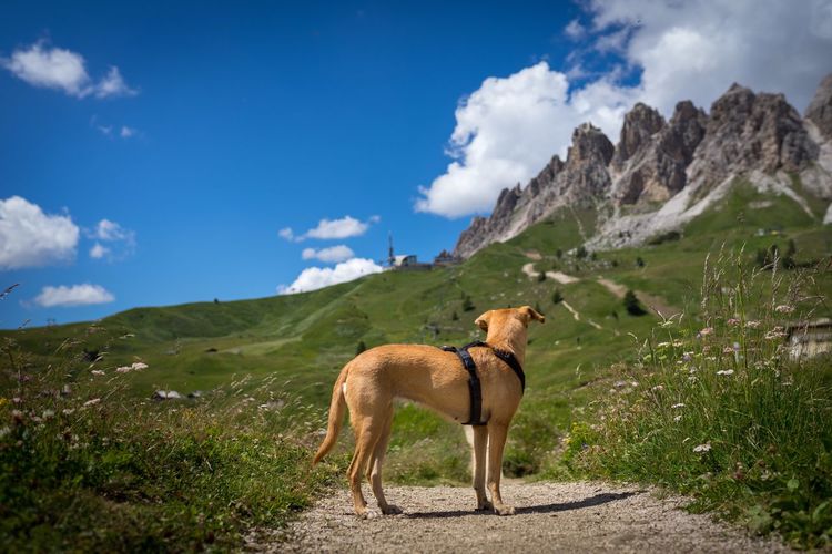 Dog in front of mountains in italy