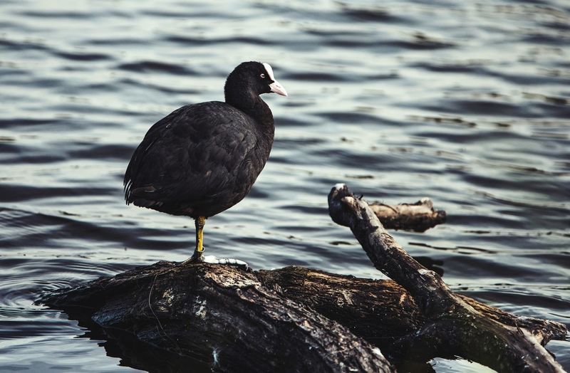 Coot perching on a branch in a lake