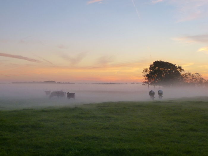 Scenic view of field against sky during sunset