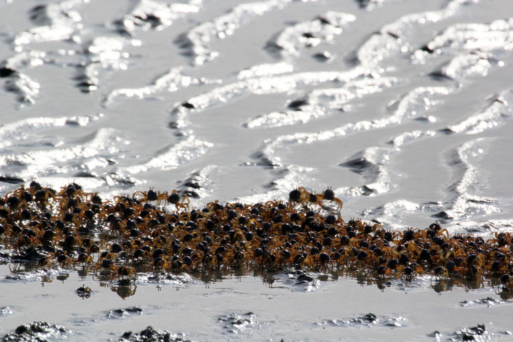 View of birds in lake during winter