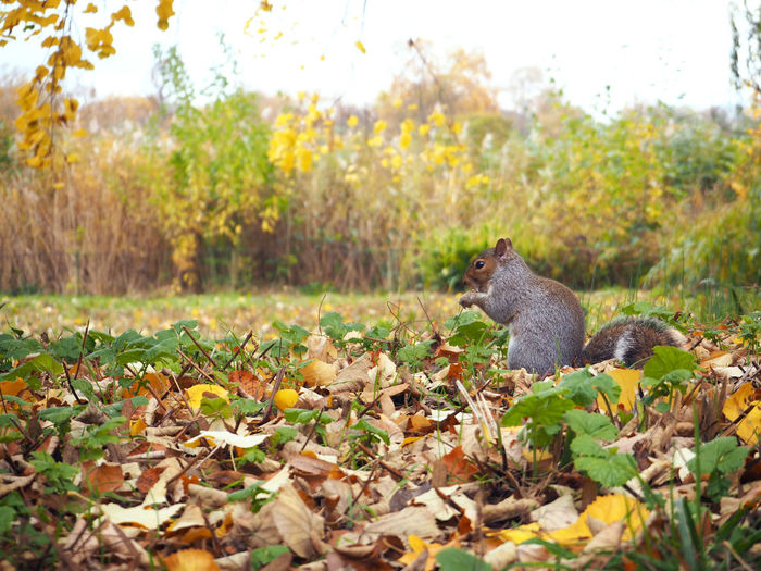 Side view of squirrel on field against trees during autumn