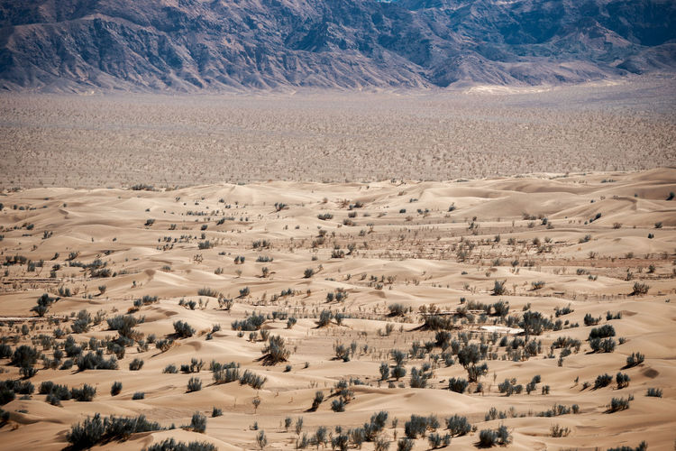 The formation of sand dunes and tamarisk trees in dasht e lut or sahara desert with flat ground 
