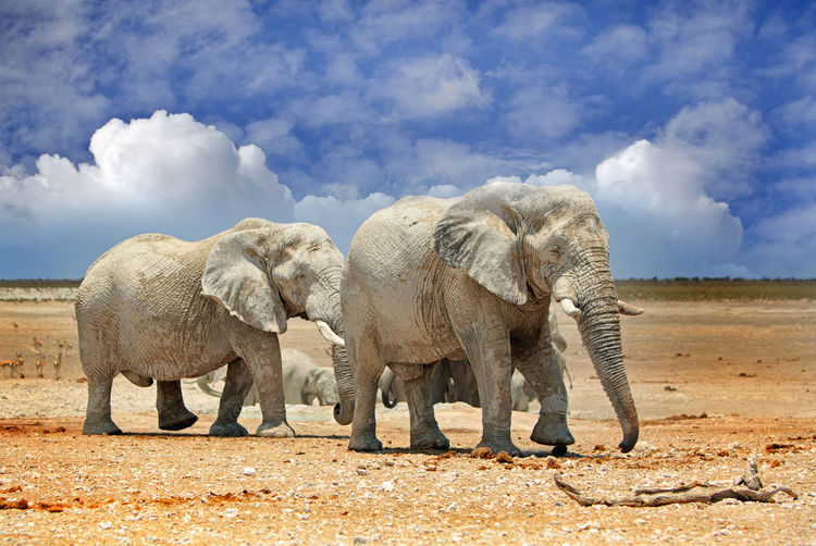 Elephants walking on field against cloudy blue sky at etosha national park