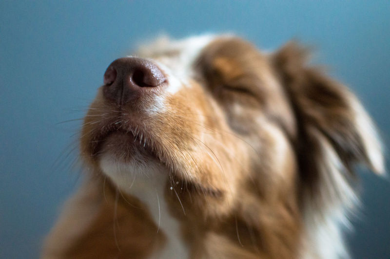 Close-up of dog with eyes closed against blue background