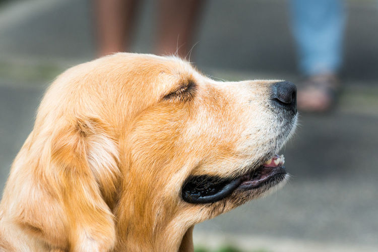Profile view of golden retriever