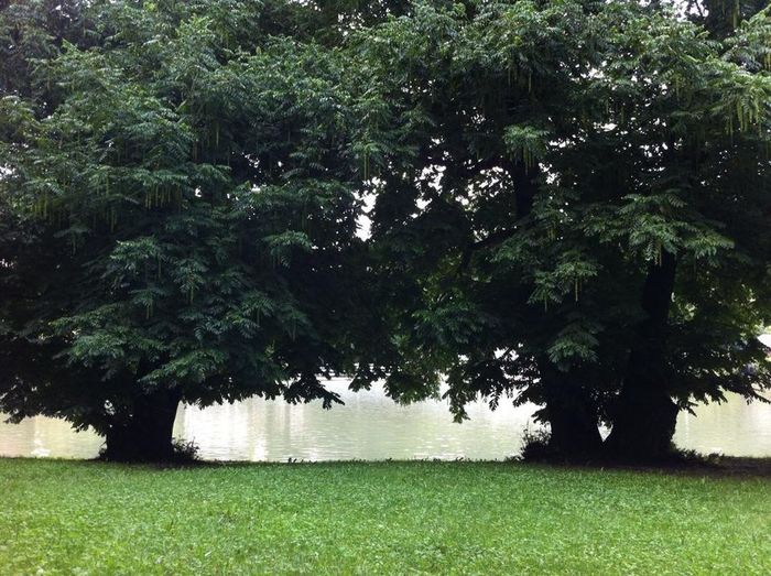 Trees on field