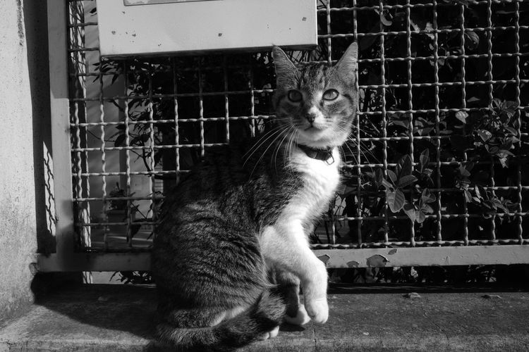 Portrait of cat sitting in cage