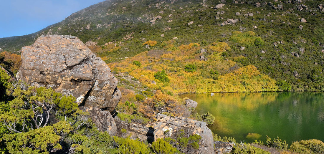 Plants growing on rock by lake against mountain