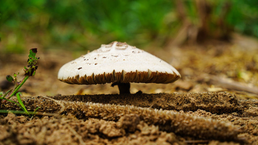 Wet mushroom, combined with environmental conditions. to make the mushrooms and mosses thrive.