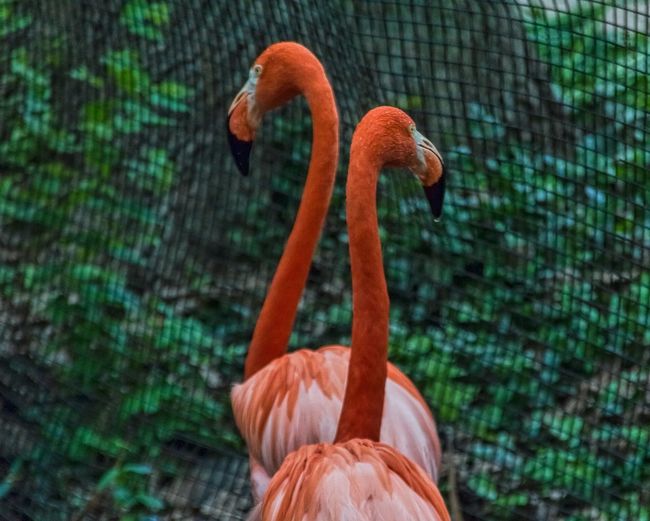 Close-up of flamingos against fence