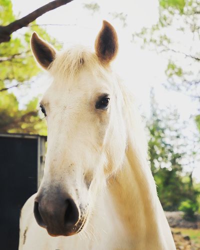 Close-up portrait of white horse