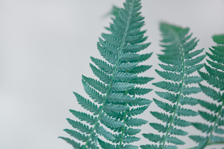 Green beautiful branch of fern close-up on a gray background. soft focus, copy space.