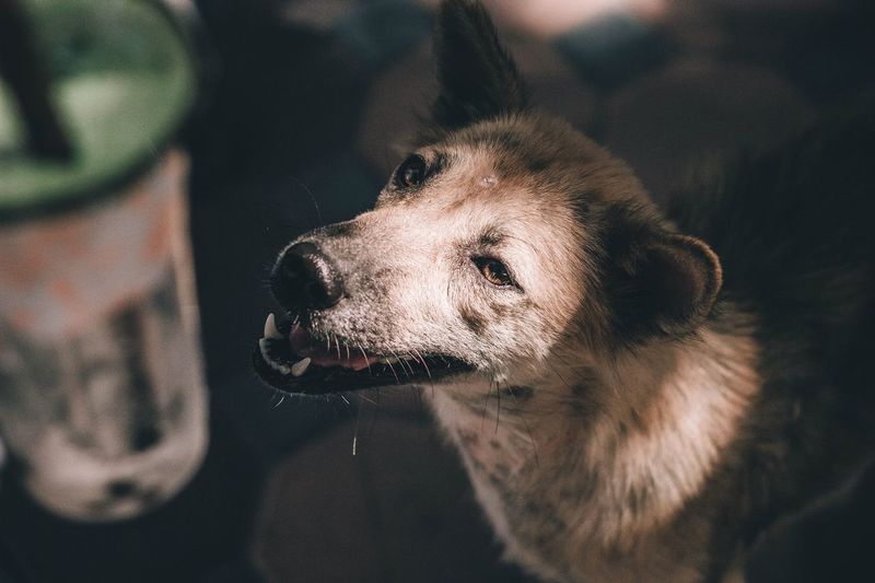 Close-up of a stray dog