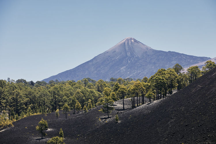 Forest of pine trees growing in volcanic landscape against el teide volcano in tenerife. 