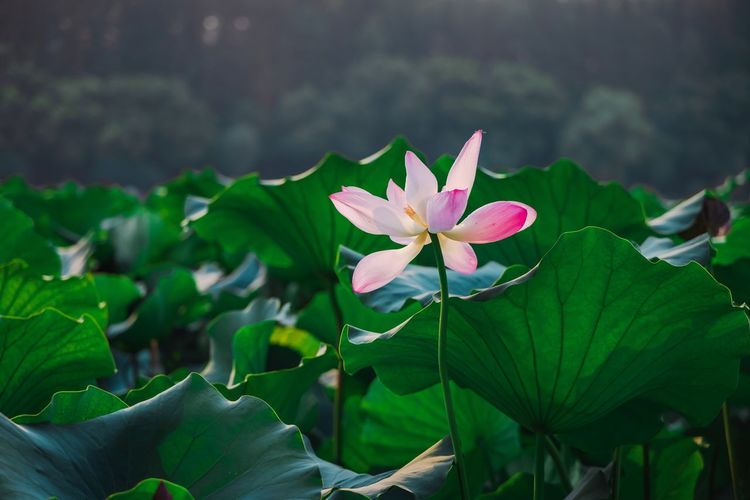 Close-up of pink lotus water lily