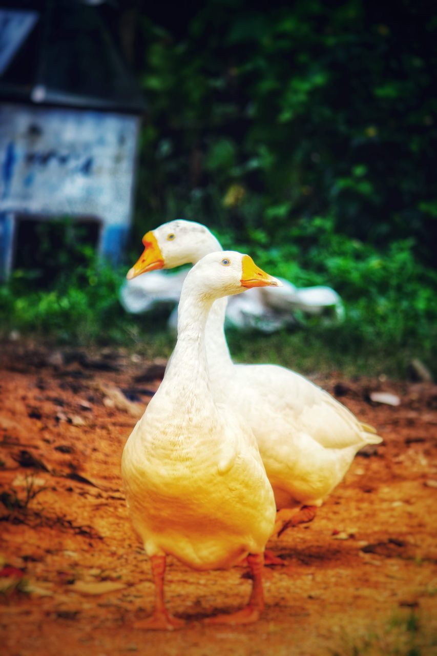 CLOSE-UP OF DUCK
